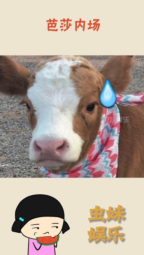 娱乐吃瓜酱灰太狼,揭秘娱乐圈背后的故事